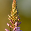 Vööthuul-sõrmkäpp (Dactylorhiza fuchsii)