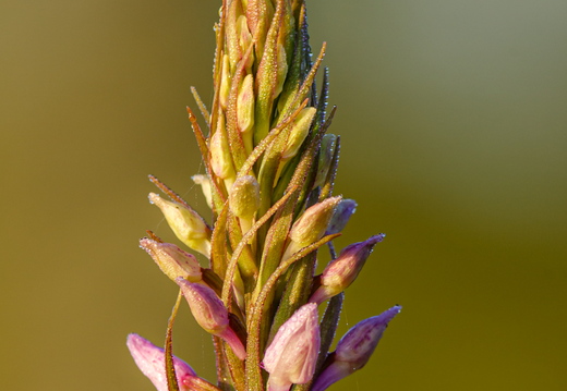 Vööthuul-sõrmkäpp (Dactylorhiza fuchsii)