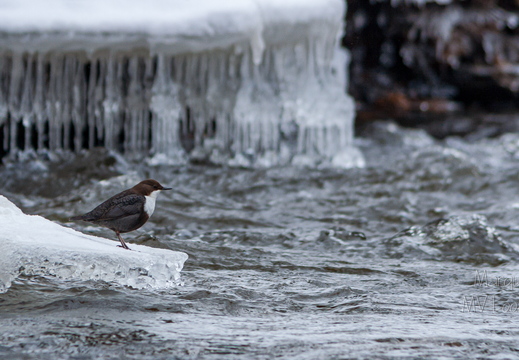   Vesipapp toitu jahtimas
