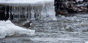   Vesipapp toitu jahtimas