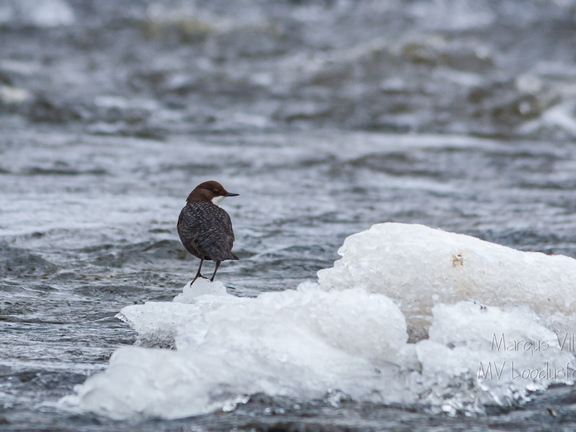   Vesipapp toitu jahtimas