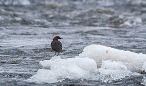   Vesipapp toitu jahtimas