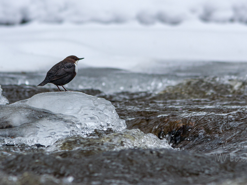  Vesipapp toitu jahtimas
