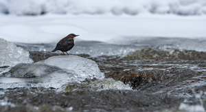  Vesipapp toitu jahtimas
