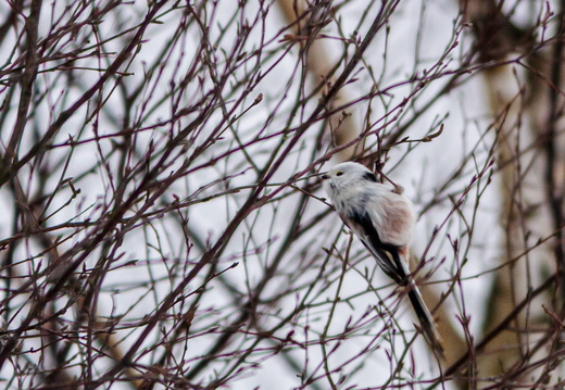  Lumelind ehk sabatihane