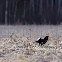Teder (Tetrao tetrix) võitlus heinamaal