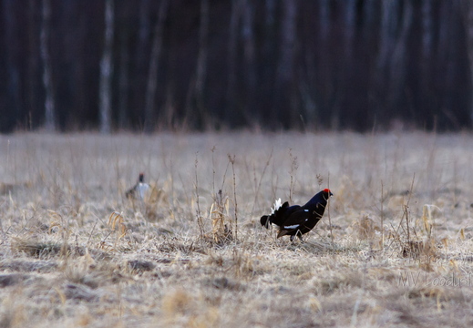Teder (Tetrao tetrix) võitlus heinamaal
