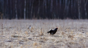 Teder (Tetrao tetrix) võitlus heinamaal