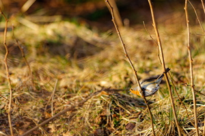  Punarind (Erithacus rubecula)