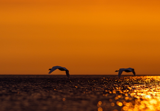  Luiged lennus päikeseloojangus