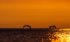  Luiged lennus päikeseloojangus