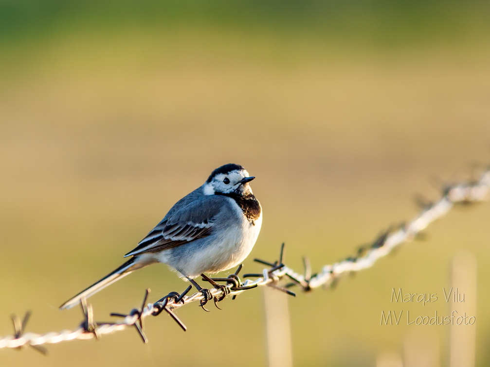  Linavästrik (Motacilla alba) okastraadil