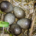  Linnu munad