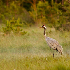  Sookurg (Grus grus) vaatab ristis nokaga