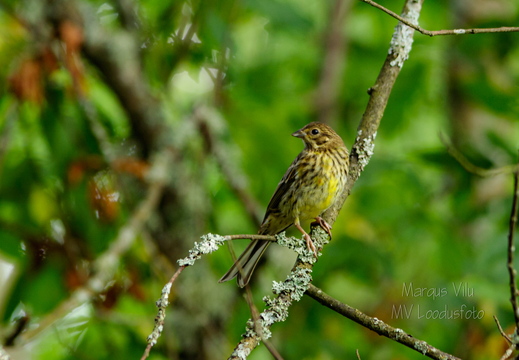  Talvike (Emberiza citrinella) oksal