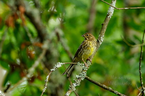  Talvike (Emberiza citrinella) oksal