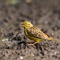  Talvike (Emberiza citrinella) mudas