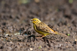  Talvike (Emberiza citrinella) mudas