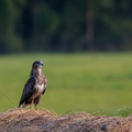 Hiireviu (Buteo buteo) heinapallil