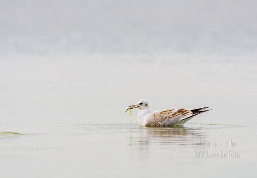 Kajakas kalaga (kalakajakas)