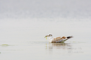 Kajakas kalaga (kalakajakas)