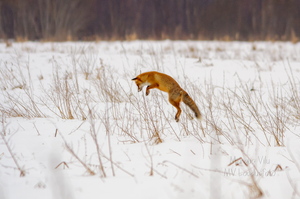  Rebane leidis söögipoolist