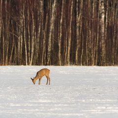 Metskitsed lumisel heinamaal söömas