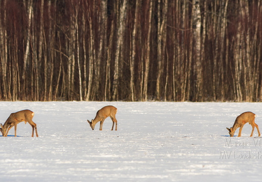 Metskitsed lumisel heinamaal söömas
