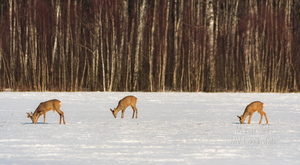 Metskitsed lumisel heinamaal söömas