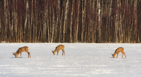 Metskitsed lumisel heinamaal söömas