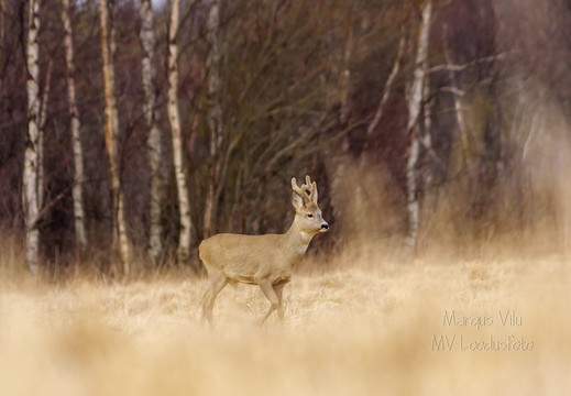  Isane metskits ehk sokk