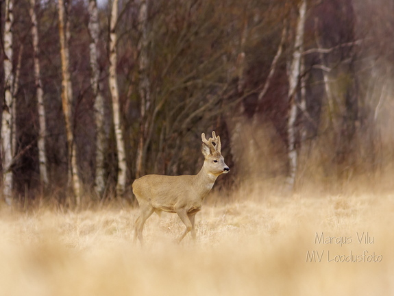  Isane metskits ehk sokk