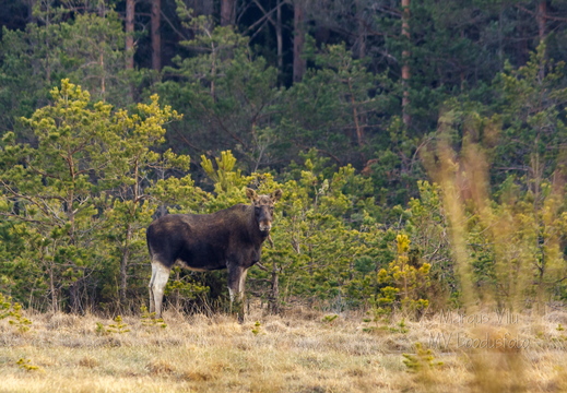  Põder (Alces alces)