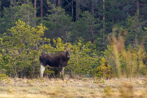  Põder (Alces alces)