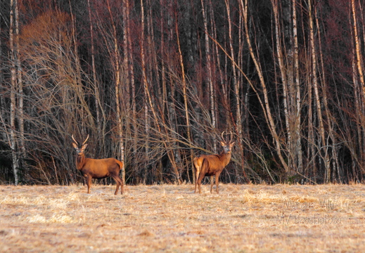  Punahirv (Cervus elaphus)