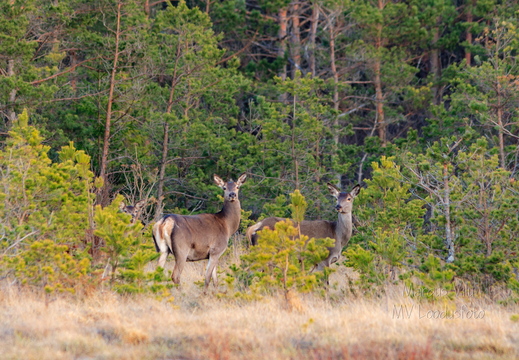  Punahirved (Cervus elaphus)