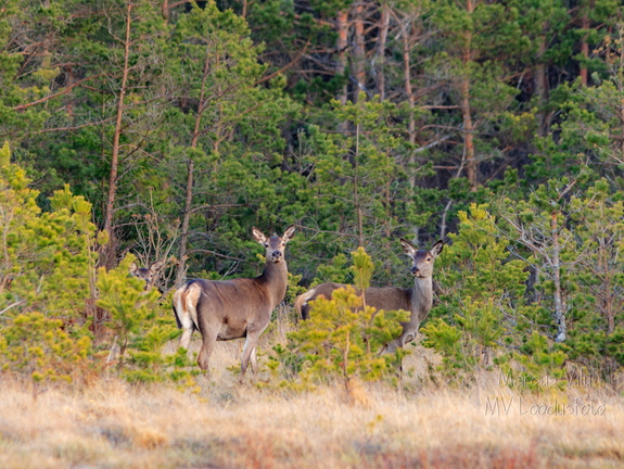  Punahirved (Cervus elaphus)