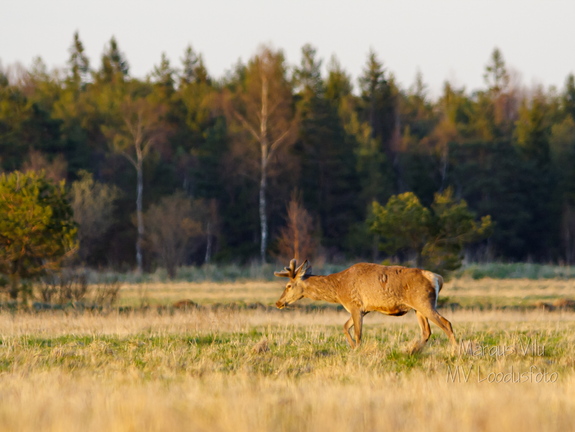  Noorhärra jalutamas (hirv)