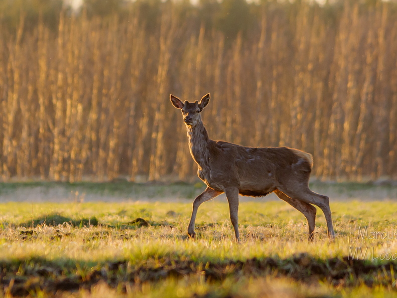  Hirv on mind märganud