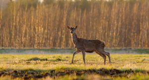  Hirv on mind märganud