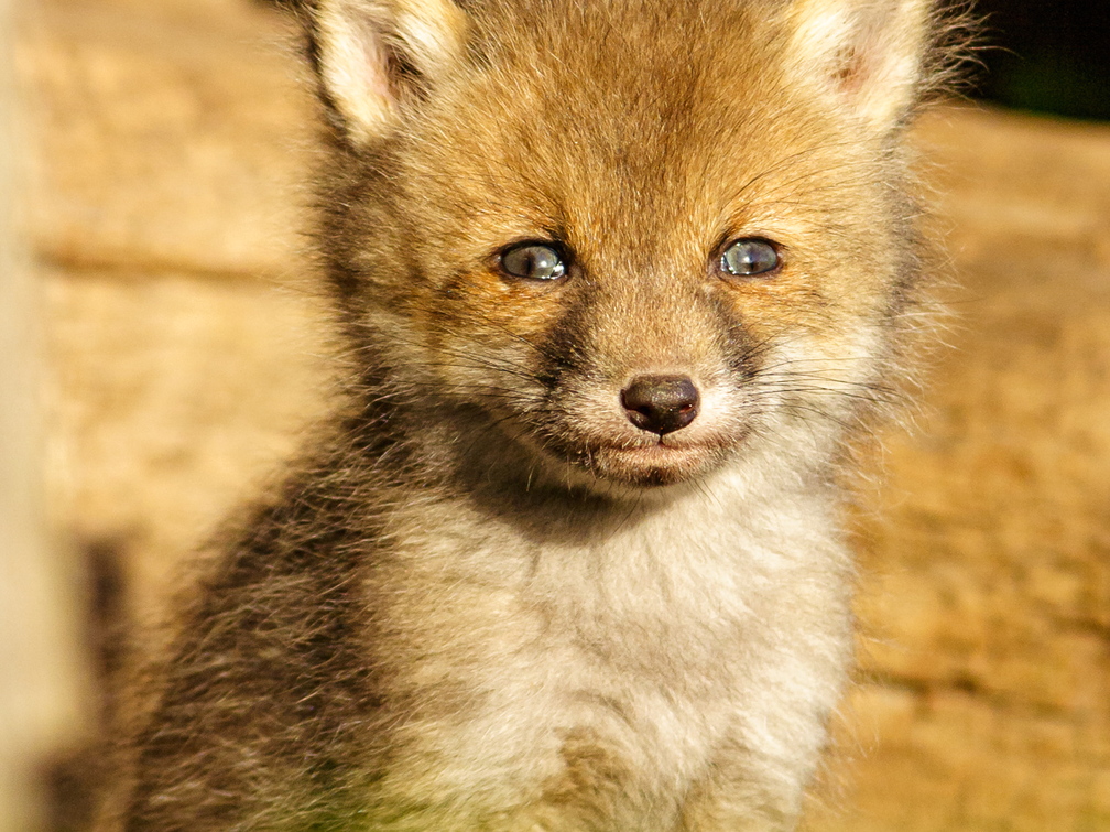  Rebasepoeg unistamas