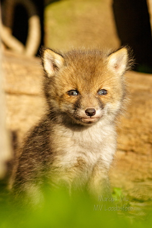  Rebasepoeg unistamas