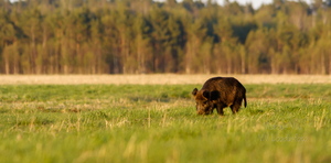  Metssiga (Sus scrofa) aasal