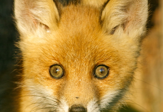   Noor rebane 1 kuu hiljem