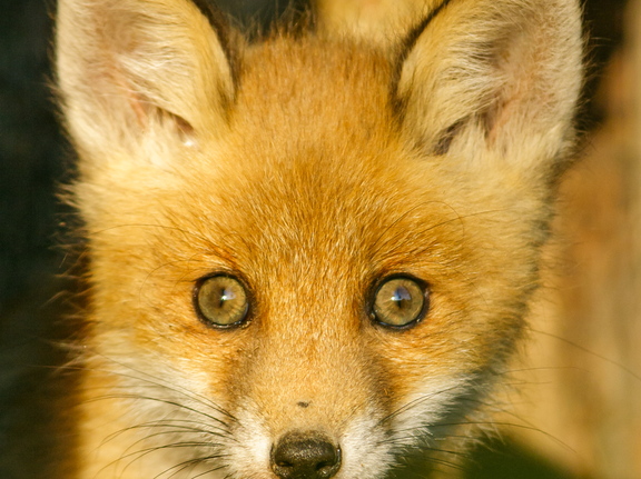   Noor rebane 1 kuu hiljem