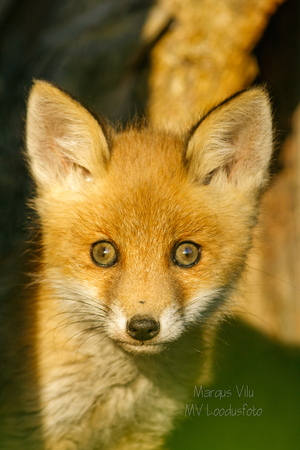   Noor rebane 1 kuu hiljem