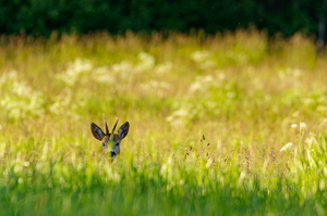 Sokk piilub kõrre tagant