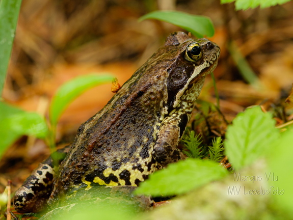 Rabakonn (Rana arvalis)