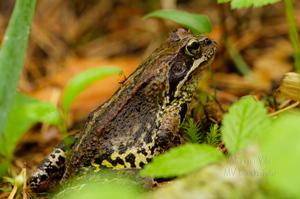 Rabakonn (Rana arvalis)