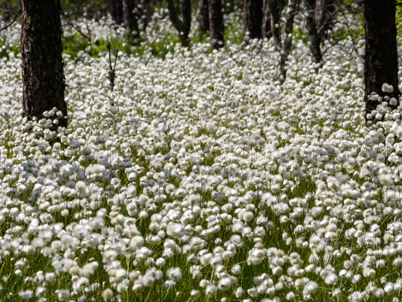  Tupp-villpea (Eriophorum vaginatum) väli metsa all